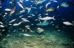 Einzigartiger Gewöhnlicher Ammenhai in seiner natürlichen Umgebung am Shark Reef