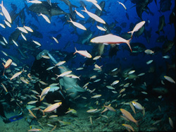 A fascinating Tawny Nurse Shark (Nebrius ferrugineus) in action