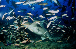 Bunte Fischschwärme umgeben den Gewöhnlichen Ammenhai am Shark Reef