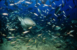 Ein faszinierender Gewöhnlicher Ammenhai inmitten einer Vielzahl von Fischen