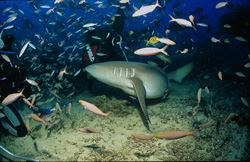 Unzählige Fische und ein Gewöhnlicher Ammenhai (Nebrius ferrugineus) dicht über dem Meeresboden