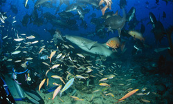 Ein Gewöhnlicher Ammenhai (Nebrius ferrugineus) schnappt sich einen Fischköder