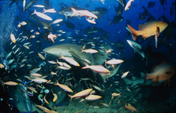 Faszinierender Gewoehnlicher Ammenhai (Nebrius ferrugineus) inmitten eines Fischschwarms am Shark Reef