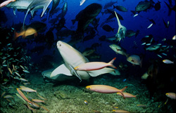 Fascinating Tawny Nurse Shark (Nebrius ferrugineus) in the Waters of Fiji