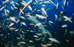 Zahlreiche Fische umgeben einen Gewöhnlichen Ammenhai am Shark Reef