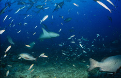 Eleganter Gewoehnlicher Ammenhai in einer Fischansammlung am Shark Reef