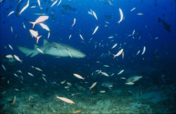 An elegant Tawny Nurse Shark (Nebrius ferrugineus) patrolling at Shark Reef