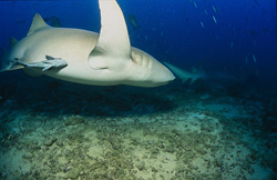Fascinating Tawny Nurse Shark gracefully turns off