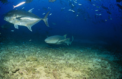 Gewöhnlicher Ammenhai und Giant Trevally - faszinierende Unterwasseraufnahme aus der Beqa Lagoon, Fiji