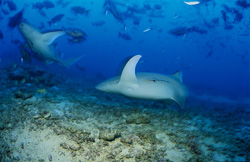 Mit einer beeindruckenden Eleganz schwimmen zwei Gewöhnliche Ammenhaie (Nebrius ferrugineus) durch das Blau des Meeres.