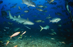 Ein Gewöhnlicher Ammenhai inmitten zahlreicher Fische am Shark Reef