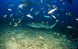 Fascinating Tawny nurse shark in the marine environment of Fiji