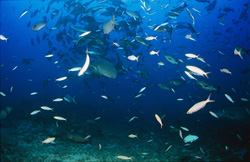 Fascinating Tawny nurse shark amidst a school of fish