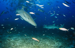Two Majestic Tawny Nurse Sharks (Nebrius ferrugineus) Gently Explore the Seabed of Fiji