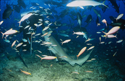 Ein Gewöhnlicher Ammenhai (Nebrius ferrugineus) holt sich den von dem Taucher angebotenen Fisch