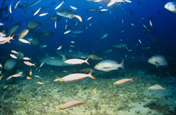 Zwei Gewöhnliche Ammenhaie und bunte Fischvielfalt im Shark Reef vor der Küste Fijis
