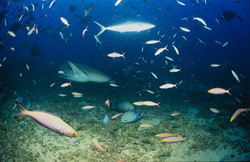 A fascinating Tawny nurse shark (Nebrius ferrugineus) on the hunt at Shark Reef