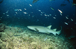 Faszinierender Gewöhnlicher Ammenhai in seiner natürlichen Umgebung am Shark Reef
