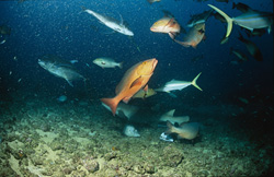 Captivating common tawny nurse shark spotted at Shark Reef