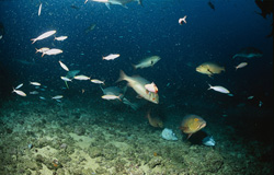 Fascinating Tawny Nurse Shark (Nebrius ferrugineus) near the Seabed