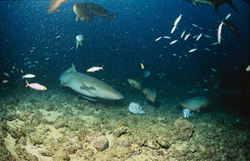 Ein Gewöhnlicher Ammenhai (Nebrius ferrugineus) entdeckt einen Fischkopf am Meeresboden