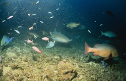 Ein majestätischer Gewöhnlicher Ammenhai erkundet das Shark Reef in Fiji