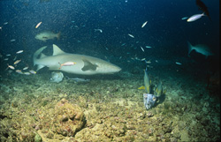 Gewöhnlicher Ammenhai entdeckt Fischreste am Meeresboden