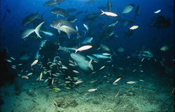 An impressive Tawny nurse shark on the hunt for prey