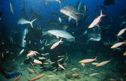 Fascinating Tawny Nurse Shark (Nebrius ferrugineus) surrounded by a vibrant Fish concentration