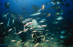A Tawny nurse shark discovers a fish bait