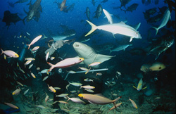 Spannender Moment: Der Gewöhnliche Ammenhai jagt nach dem angebotenen Fisch