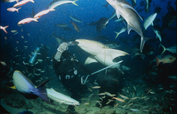 A Tawny nurse shark (Nebrius ferrugineus) biting into the fish bait held by a diver.