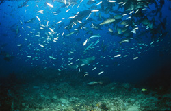 Faszinierender Gewöhnlicher Ammenhai im Shark Reef