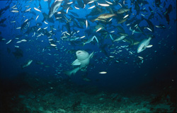 Graceful common nurse shark amidst a colorful school of fish