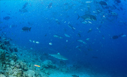 Faszinierender Schwarzspitzen-Riffhai (Carcharhinus melanopterus) am Shark Reef in Fiji
