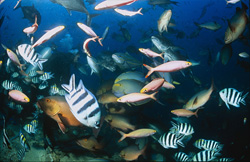 Diver offers fish scraps and curious fish wait patiently