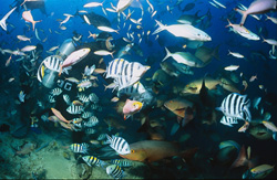 Diver as Centerpiece: Schools of Fish at Shark Reef