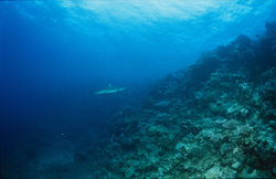 Un fascinant requin à pointes noires (Carcharhinus melanopterus) au récif de requins