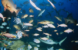 Majestätischer Grauer Riffhai (Carcharhinus amblyrhynchos) in tropischen Gewässern