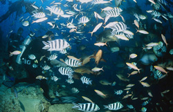 Experience the colorful diversity of the fish world at Shark Reef in Beqa Lagoon