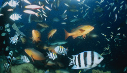 A diver marvels at the fish diversity at Shark Reef in Fiji