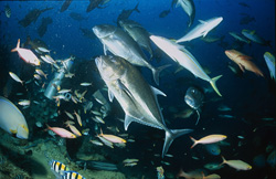 Diver surrounded by diverse fish at Shark Reef in Fiji