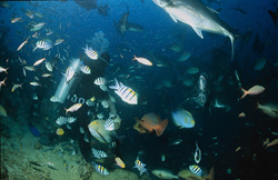 Diver attracts a variety of fish at Shark Reef with fish scraps