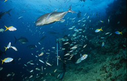 Una vista impresionante: Giant Travelly y buceador en medio de un banco de peces