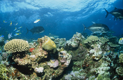 Giant Trevally begleiten einen Schwarzspitzen-Riffhai (Carcharhinus melanopterus)
