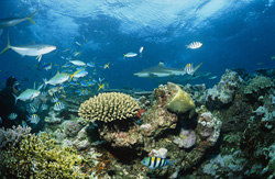 Majestätischer Schwarzspitzen-Riffhai umgeben von bunten Fischen in den Gewässern von Fiji