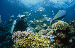 Faszinierender Schwarzspitzen-Riffhai umgeben von Korallenfischen, Beqa Lagune, Fiji