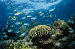 Colorful Underwater World: Blacktip Reef Shark and Diver in Beqa Lagoon