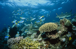 Encuentro fascinante con tiburones de arrecife de puntas negras en su entorno natural