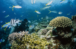 Numerous fish encircle a diver at the reef. Blacktip reef sharks (Carcharhinus melanopterus) survey the area.